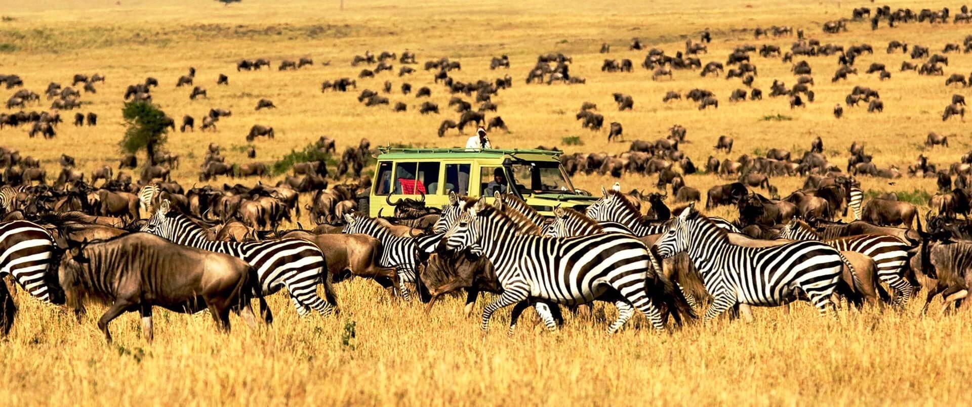African savannah landscape